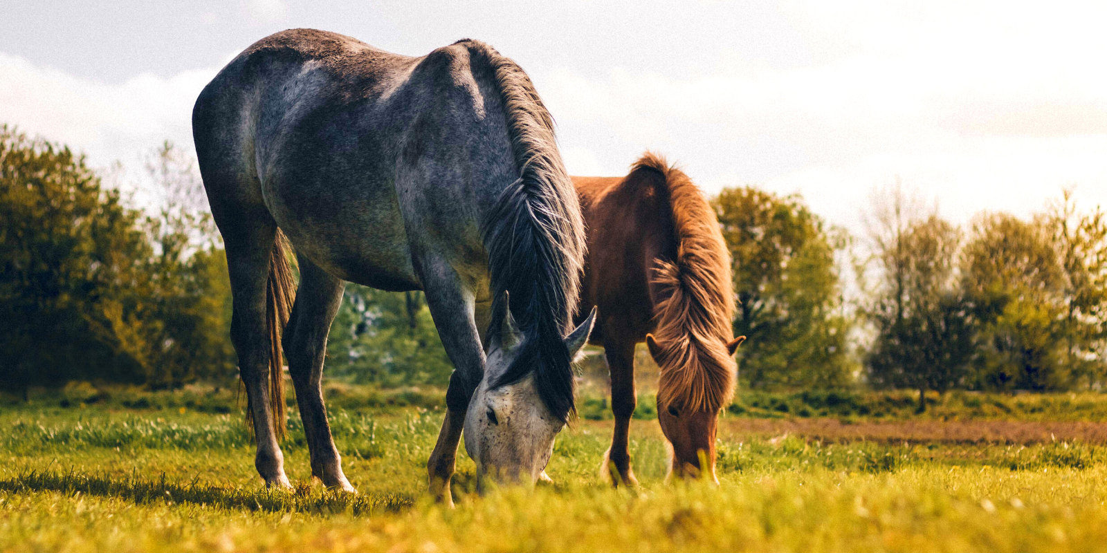 Horses in the field